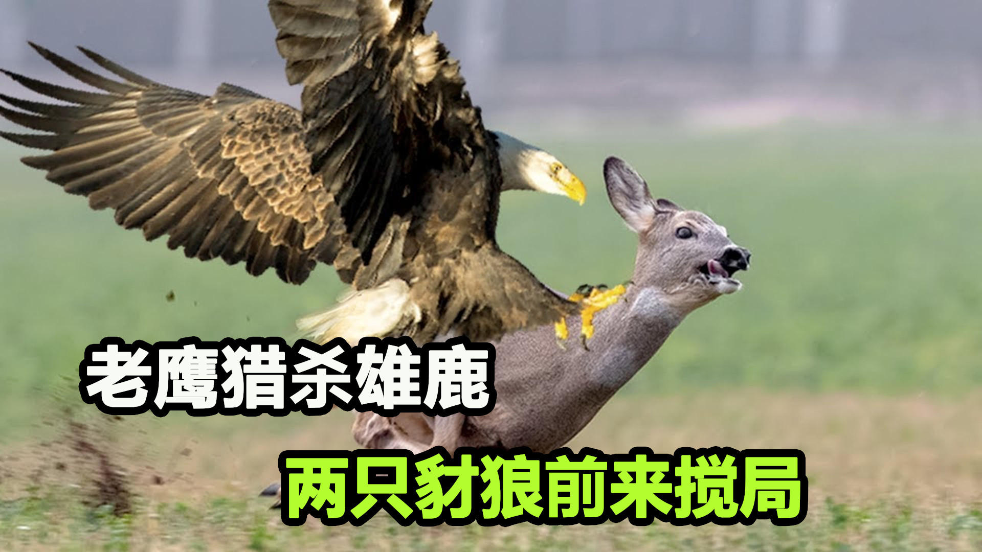 关于雄鹿大胜老鹰,双星联手砍下+得分的信息 关于雄鹿大胜老鹰,双星联手砍下+得分的信息