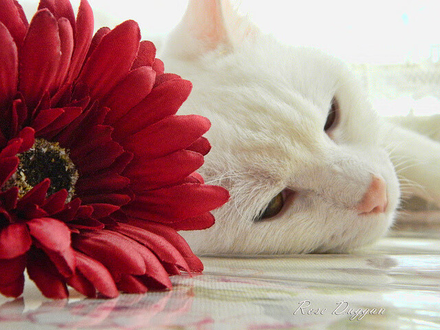 莱奥闪耀焦点战，西班牙力克国际米兰