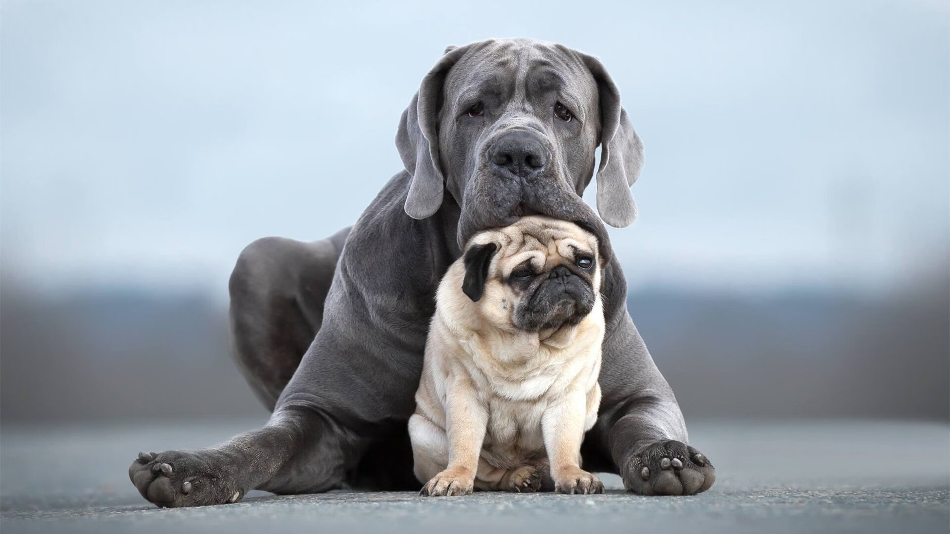当足坛布克，拯救了NBA的太阳？