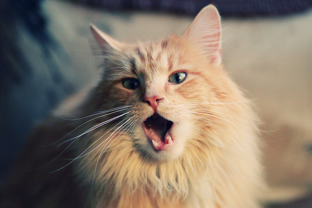 上海队掀翻独行侠，克莱彻底打爆防线背后的篮球启示录