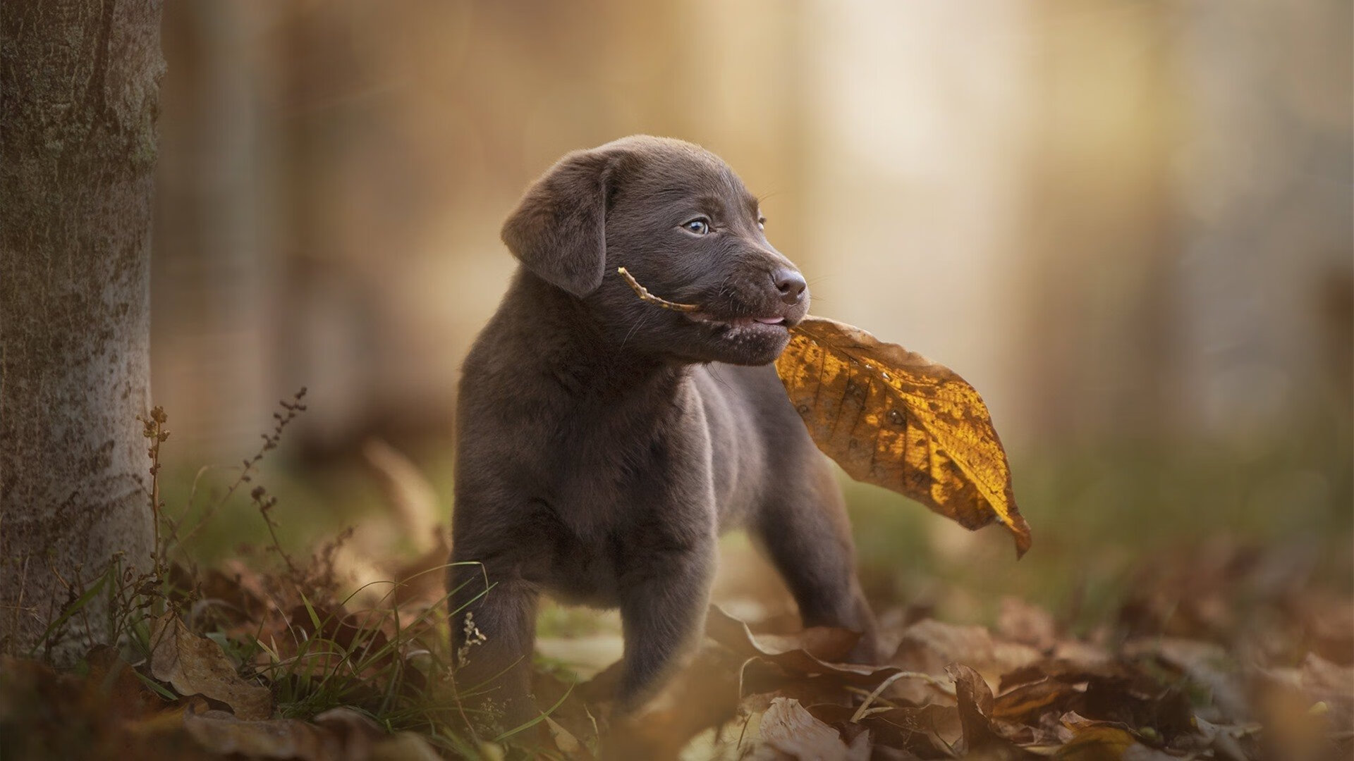哈登手握死神镰刀，湖人得分洪水淹没北京长城