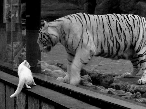 铁链封锁，魔法制胜，马刺防线冻结国王，哈利伯顿上演绝地反击