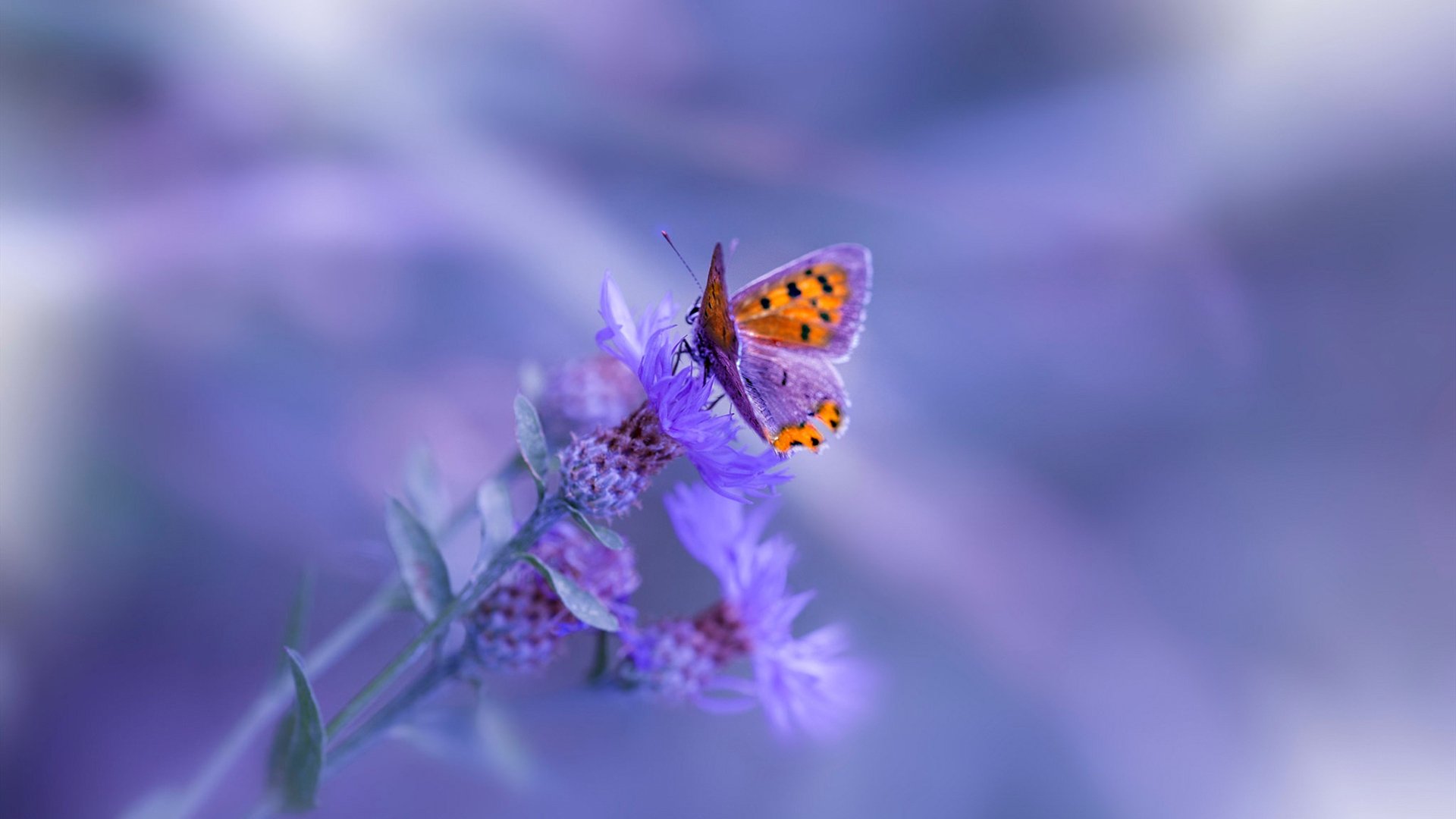 跨越赛场的终结者，马刺末节哲学与切特式接管的竞技共鸣