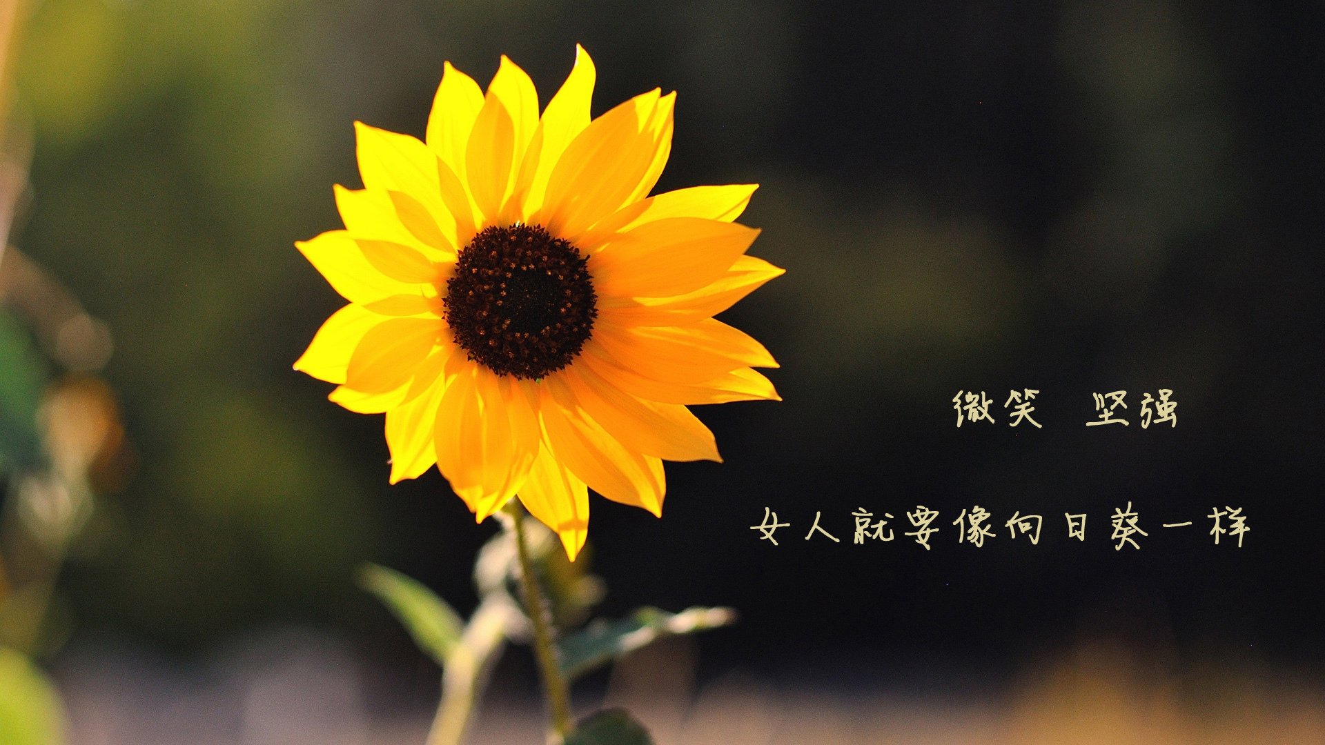 体育双星闪耀,吉林队硬仗取胜显韧性,米切尔意甲焦点战展锋芒