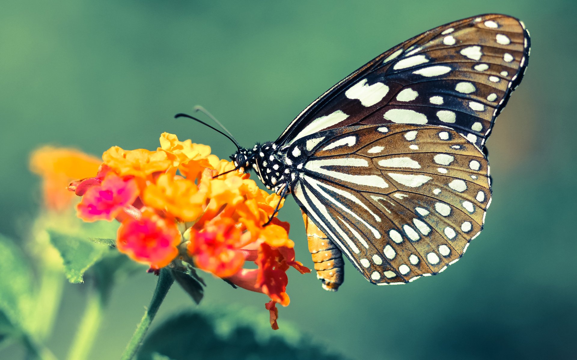 赛道尽头,凡人殿堂,当门迪在F1街道赛之夜定义伟大