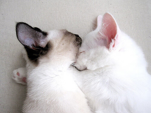 皇家社会1-0哥伦比亚，莫德里奇跨界执刀完成战术手术