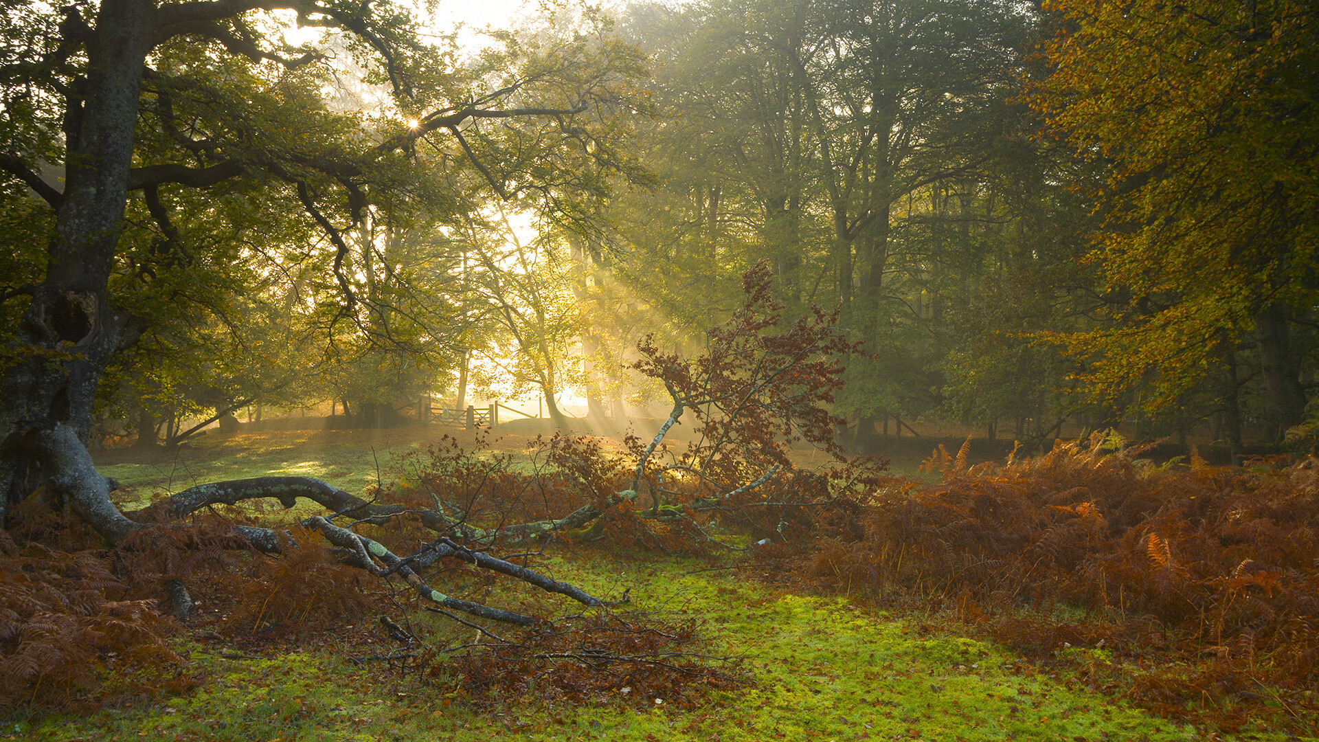 开云体育平台APP-布伦森大场面先生本色尽显，尼克斯力克新疆队展现实力