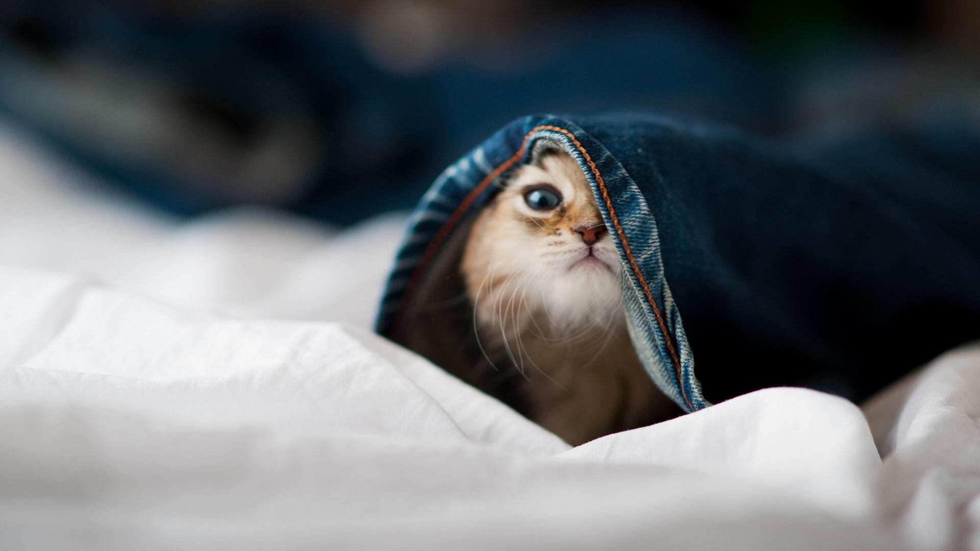 冰封时刻，西决生死战之夜，马丁内利以防守为剑书写传奇