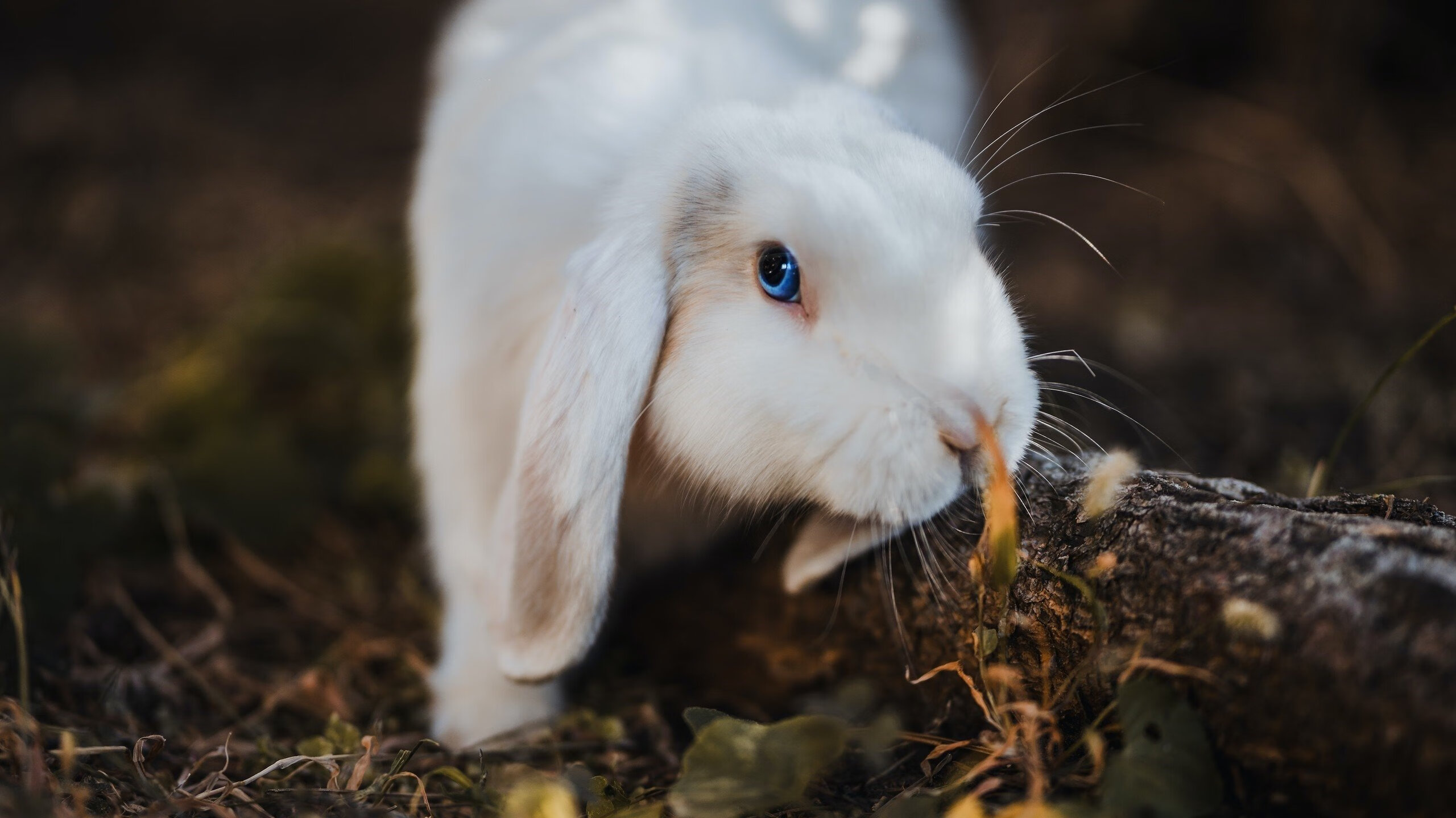 燃烧的橙色火焰，拉梅洛临危救主，浙江铸就逆转传奇