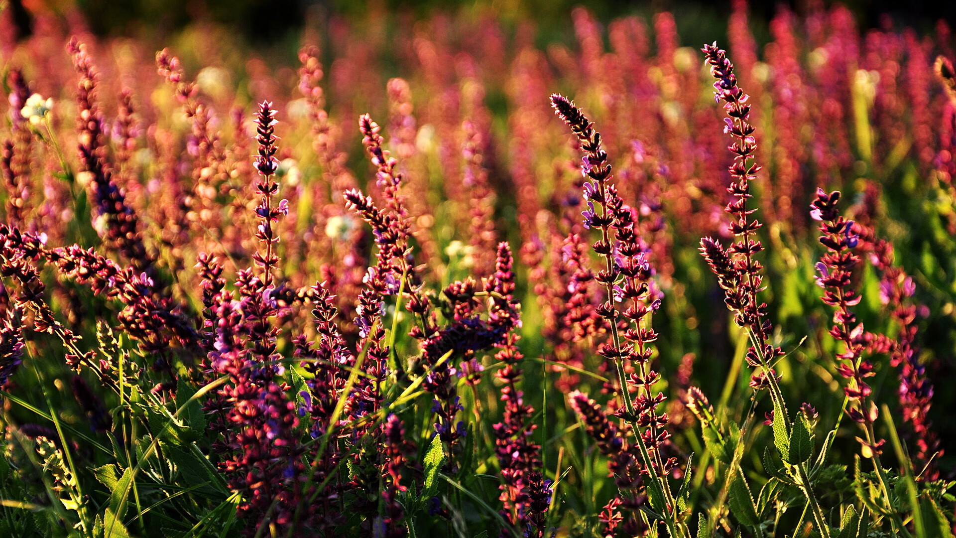 罗德里戈的一击，当个人光芒刺穿德意志体系的铁幕