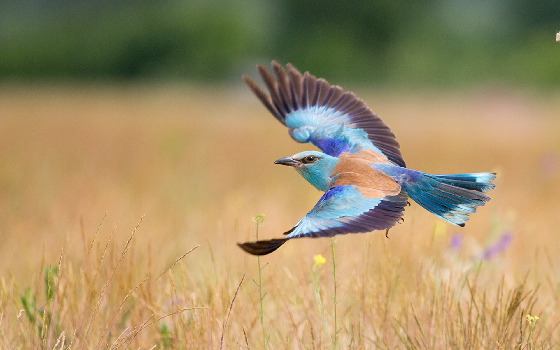 楚阿梅尼一锤定音！意甲焦点战之夜见证全能中场统治力