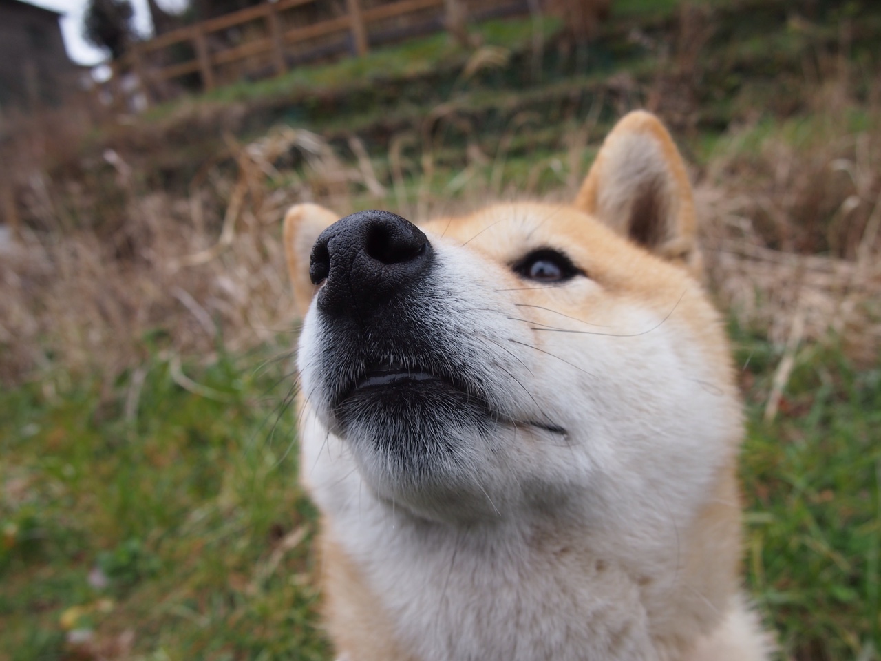 小贾伦统治攻防两端，国王窒息式封锁让北京队饮恨国际赛场
