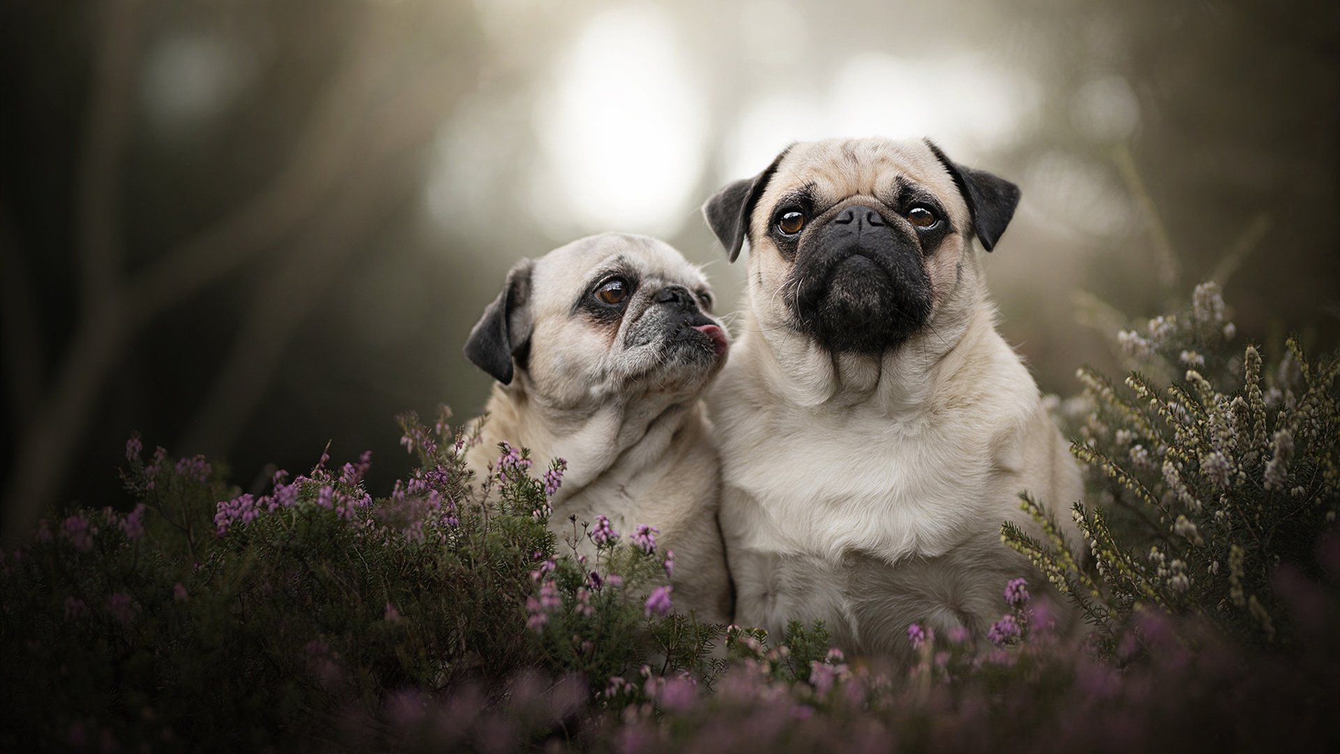 暗夜之光，迪巴拉如何用一记神之一脚加冕年度焦点之战的大场面先生