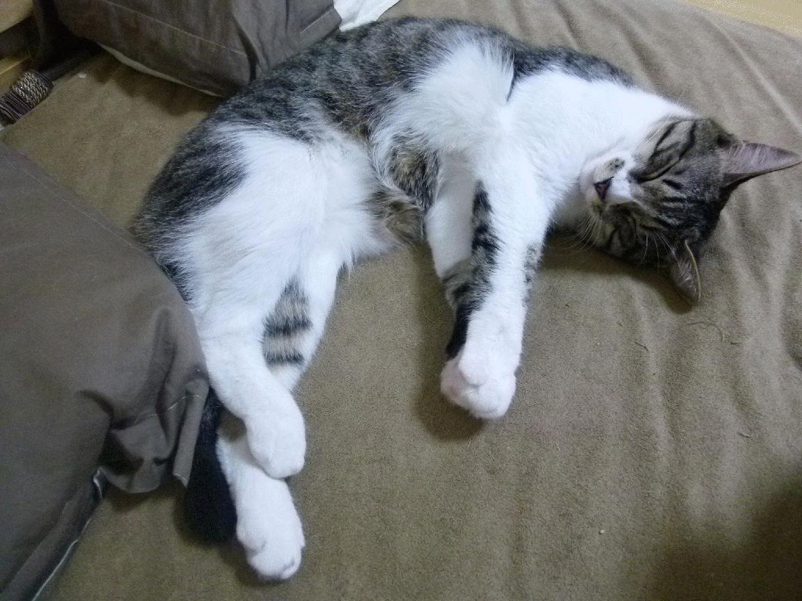 冷门与接管,竞技体育的冰火双重奏