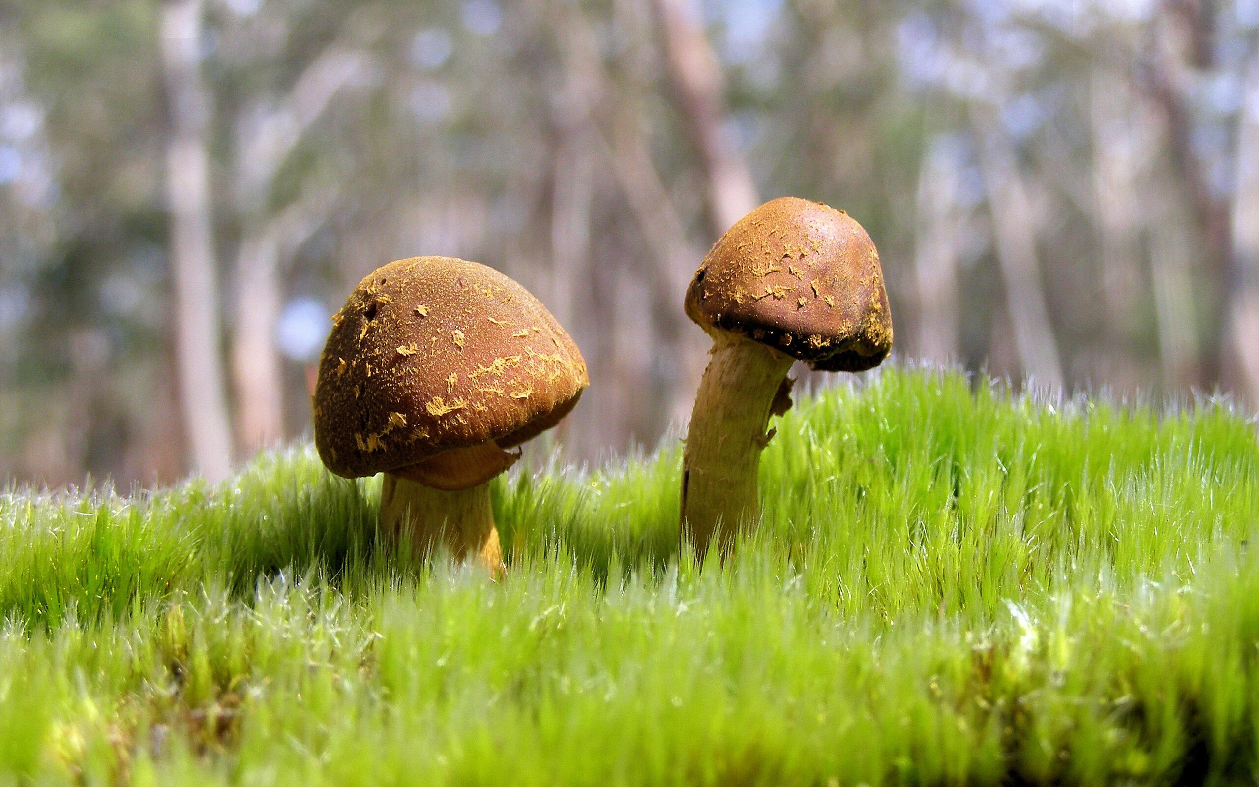 绝境之王!克罗地亚点球神话再续,奥纳纳一箭穿心葬送希腊