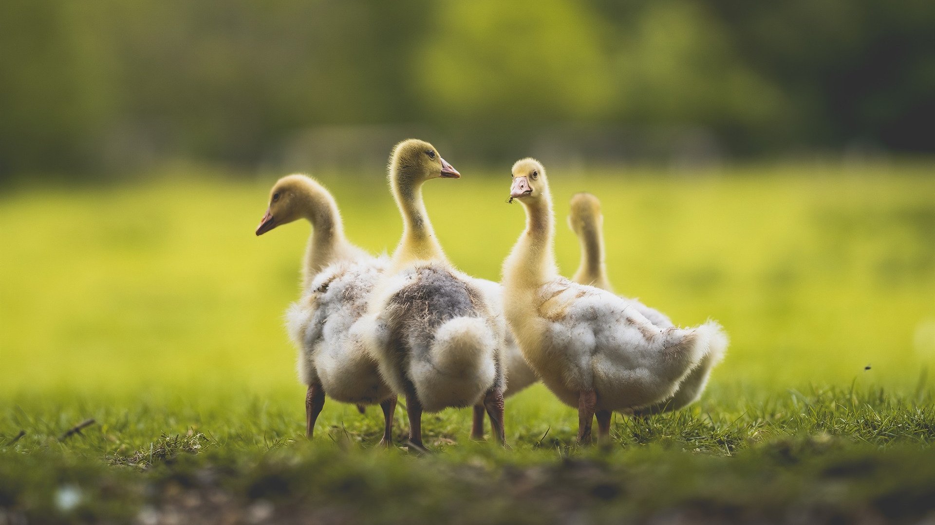 湖人惊天逆转快船,浓眉化身关键先生锁定胜局