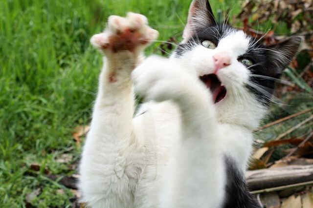 引擎轰鸣与绿茵屏障，当数据时代重新定义统治力