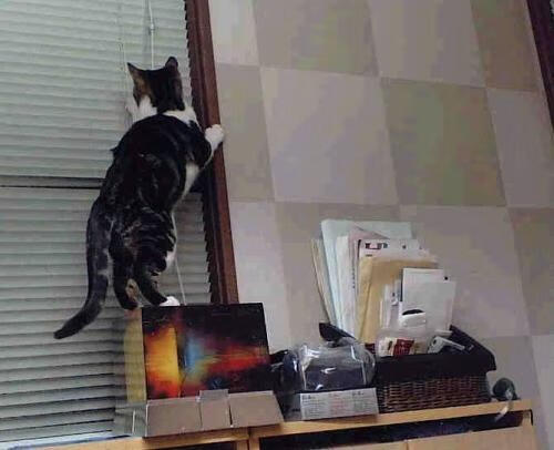 恩比德化身球场导演,猛龙铁壁碾碎太阳烈焰