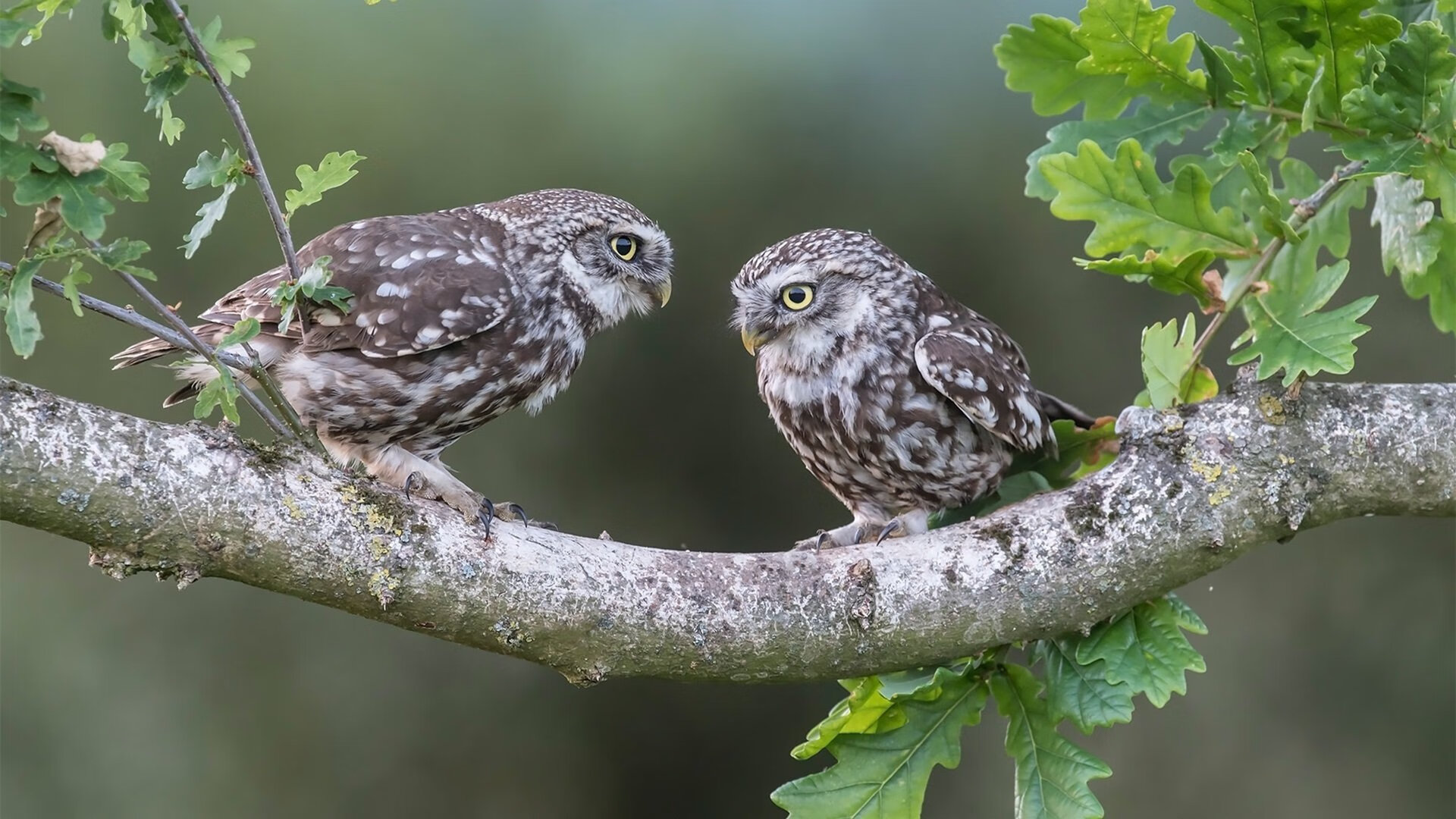 当阿拉巴的弧线划破南太平洋天空,一场跨越足球次元的降维打击