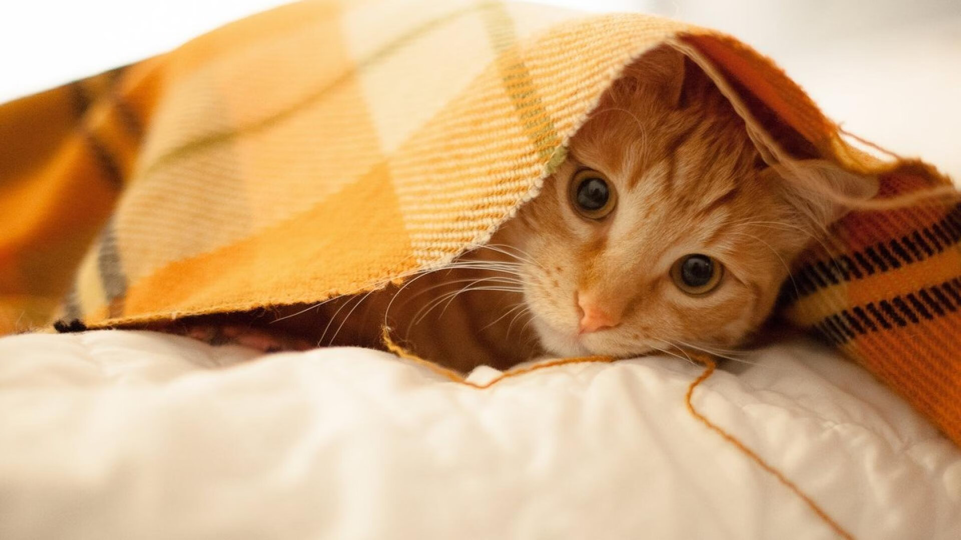 巨兽觉醒，总决赛之夜，恩比德如何将钢铁防线撕成碎片？