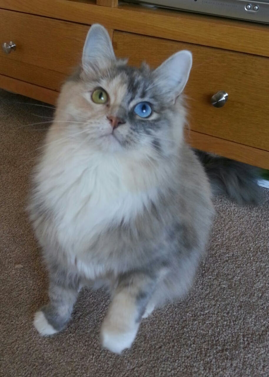 开云体育入口-天神下凡与凡人史诗，楚阿梅尼的轰鸣与毕尔巴鄂的钢铁洪流